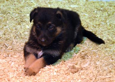 German Shepherd puppies for sale at Cher Car Kennels