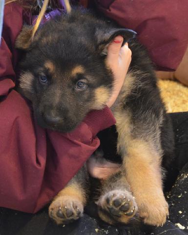 German Shepherd puppies for sale at Cher Car Kennels