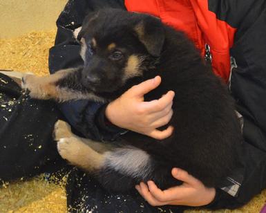 German Shepherd puppies for sale at Cher Car Kennels