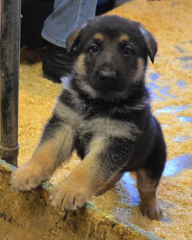Germans Shepherd puppies for sale at Cher Car Kennels