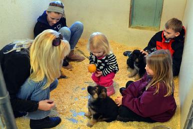 German Shepherd puppies for sale at Cher Car Kennels