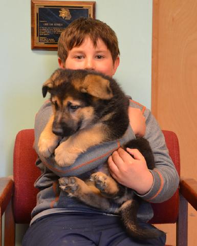 German Shepherd puppies for sale at Cher Car Kennels