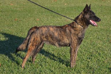 Dutch Shepherd puppies for sale at Cher Car Kennels