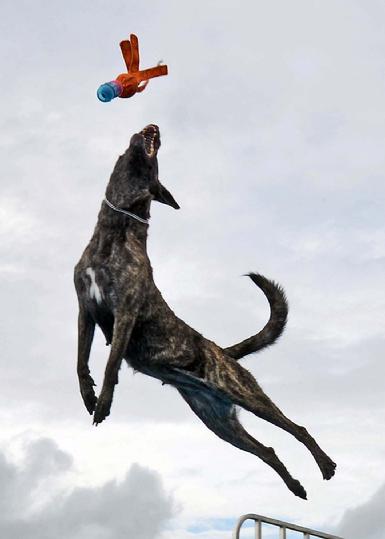 Dutch Shepherd puppies for sale at Cher Car Kennels