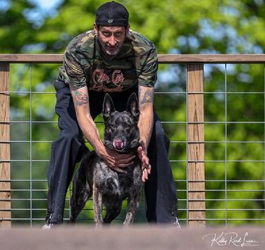 Dutch Shepherd puppies for sale at Cher Car Kennels