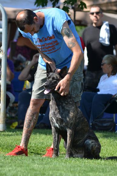 Dutch Shepherd RBIMBS GRCH "Luna" at Cher Car Kennels