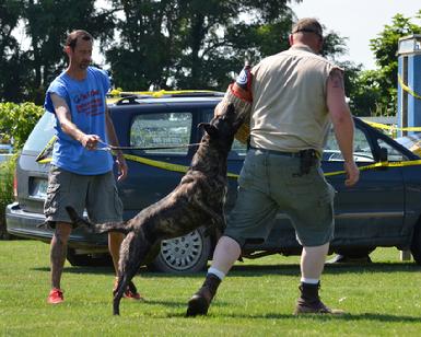 Dutch Shepherd RBIMBS GRCH "Luna" at Cher Car Kennels