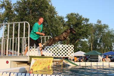 Dutch Shepherd RBIMBS GRCH "Luna" at Cher Car Kennels
