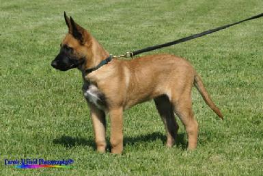 Belgian Malinois puppy at Cher Car Kennels