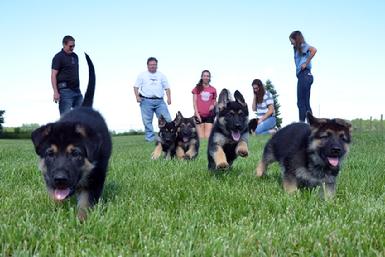 German Shepherd puppies for sale at Cher Car Kennels