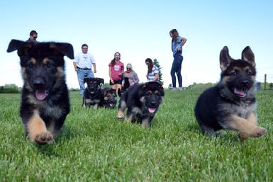 German Shepherd puppies for sale at Cher Car Kennels