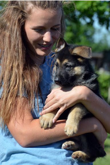 German Shepherd puppies for sale at Cher Car Kennels