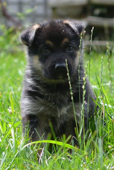 German Shepherd puppies for sale at Cher Car Kennels