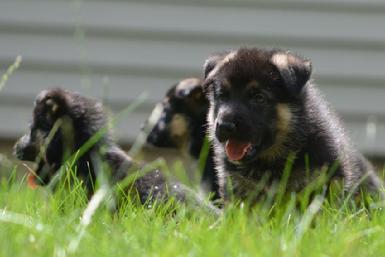 German Shepherd puppies for sale at Cher Car Kennels