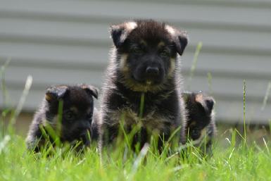 German Shepherd puppies for sale at Cher Car Kennels