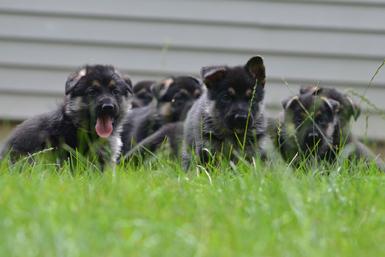 German Shepherd puppies for sale at Cher Car Kennels