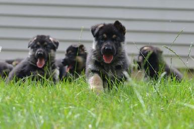 German Shepherd puppies for sale at Cher Car Kennels
