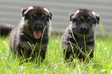 German Shepherd puppies for sale at Cher Car Kennels