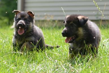 German Shepherd puppies for sale at Cher Car Kennels