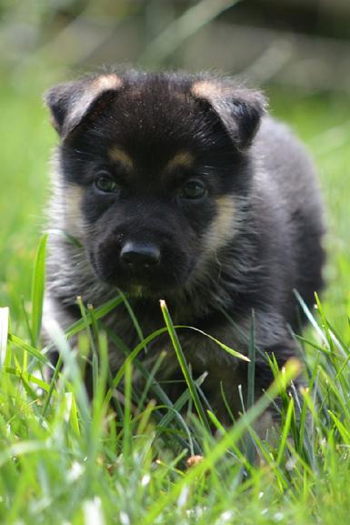 German Shepherd puppies for sale at Cher Car Kennels