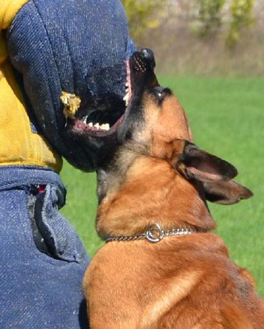 Belgian Malinois "Mako" at Cher Car Kennels