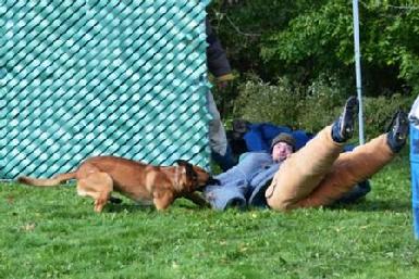 Belgian Malinois "Mako" at Cher Car Kennels
