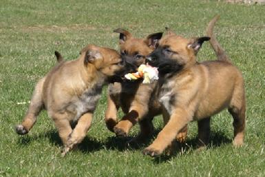 Belgian Malinois puppies at Cher Car Kennels