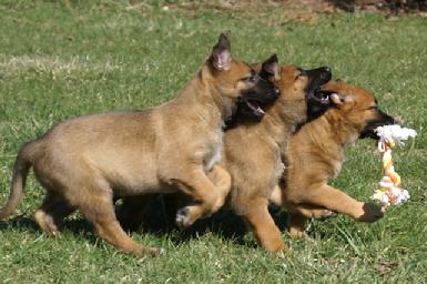 Belgian Malinois puppies at Cher Car Kennels