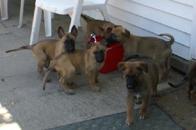 Belgian Malinois puppies