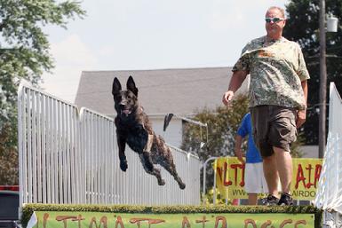 Dutch Shepherd dock jumping