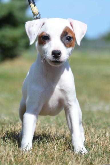 Parson Russell Terrier puppies for sale at Cher Car Kennels