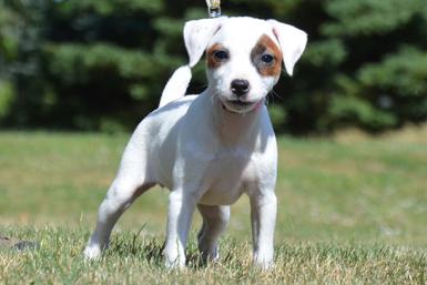 Parson Russell Terrier puppies for sale at Cher Car Kennels