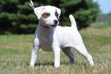 Parson Russell Terrier puppies for sale at Cher Car Kennels