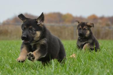 German Shepherd puppies for sale at Cher Car Kennels