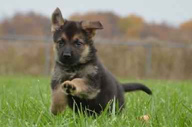 German Shepherd puppies for sale at Cher Car Kennels