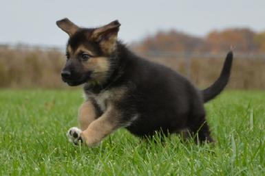 German Shepherd puppies for sale at Cher Car Kennels
