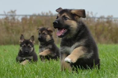 German Shepherd puppies for sale at Cher Car Kennels