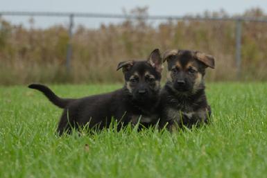 German Shepherd puppies for sale at Cher Car Kennels