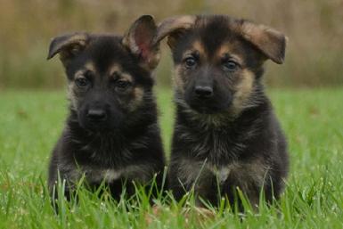German Shepherd puppies for sale at Cher Car Kennels