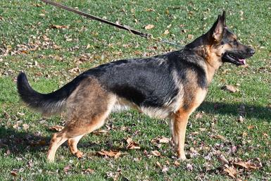 German Shepherd "Nellie" at Cher Car Kennels