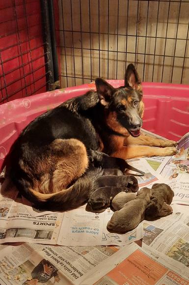 German Shepherd puppies for sale at Cher Car Kennels