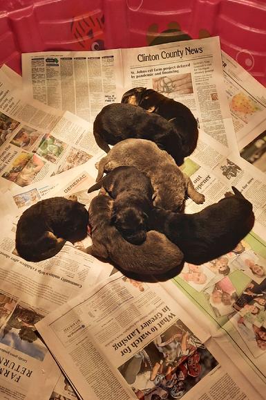 German Shepherd puppies for sale at Cher Car Kennels