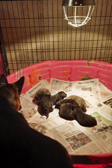 German Shepherd puppies for sale at Cher Car Kennels