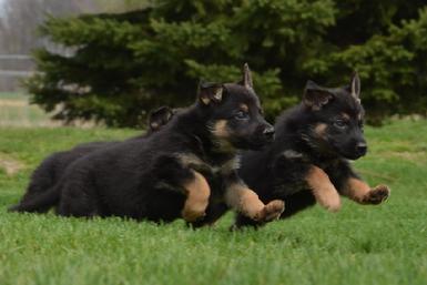 German Shepherd puppies for sale at Cher Car Kennels