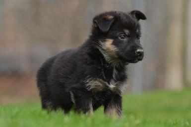 German Shepherd puppies for sale at Cher Car Kennels