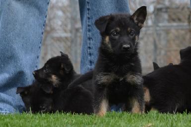German Shepherd puppies for sale at Cher Car Kennels