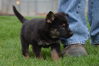 German Shepherd puppies for sale at Cher Car Kennels
