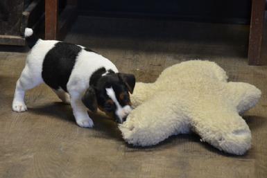 Parson Russell Terrier puppies for sale