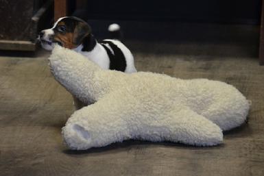 Parson Russell Terrier puppies for sale