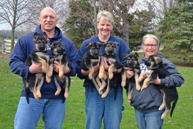 German Shepherd puppies for sale at Cher Car Kennels